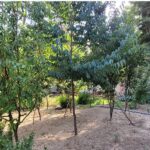 دبیرستان متوسطه دوره اول دخترانه شاهد مشکوه