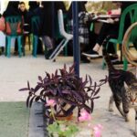 دبیرستان هنرستان فنی دخترانه غیر دولتی انفورماتیک مائده