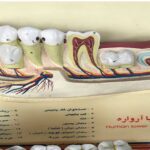 مدل آناتومی دندان و ساختار فک انسان با برچسب اطلاعات برای آموزش علوم زیستی