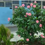 نمای حیاط مدرسه با بوته‌های گل صورتی شکوفه‌کرده و گیاهان سبز تزئینی در کنار دیوار آبی ساختمان